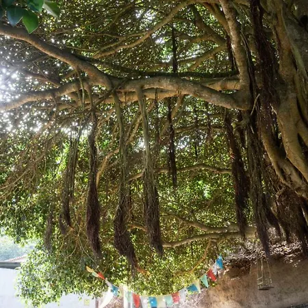 Free Canari - Alamos 8 Luksusowy namiot Tegueste