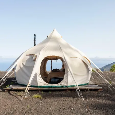 Free Canari - Alamos 8