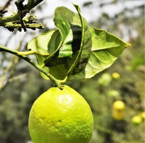 Luksustelt Free Canari - Alamos 8 Tegueste