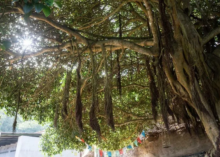 Free Canari - Alamos 8 Luxury tent Tegueste