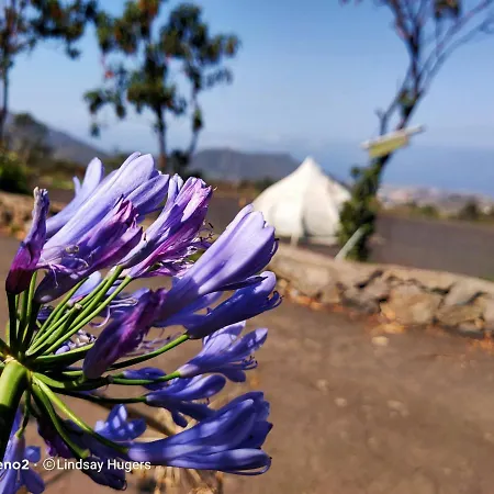Tente de luxe Free Canari - Alamos 8 *