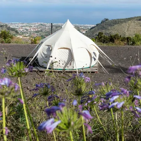 Free Canari - Alamos 8