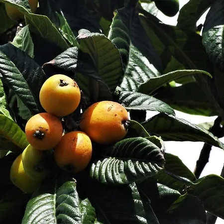 Free Canari - Alamos 8 Tegueste