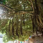 Free Canari - Alamos 8 豪华帐篷 特格斯特